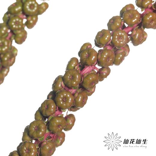 配果 | 商陆 商品图1