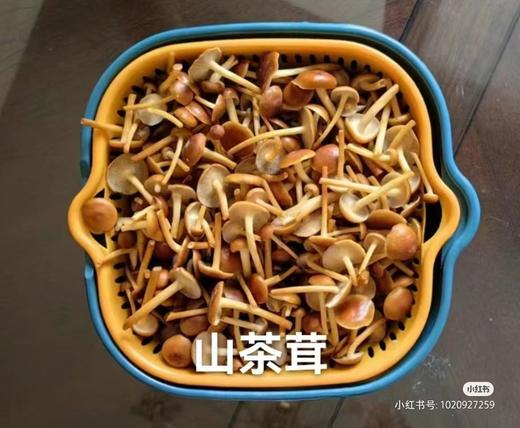 山茶茸 珍稀菌菇 鲜 商品图1
