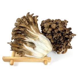 新鲜灰树花舞茸