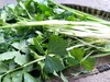 年卡-芹菜苗300g 商品缩略图1