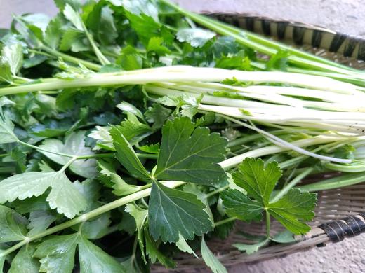年卡-芹菜苗300g 商品图1