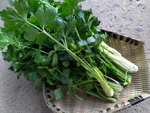 芹菜苗 300g 商品图1