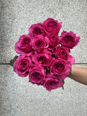 肯尼亚花园princes kishi基希公主 12支