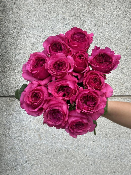 肯尼亚花园princes kishi基希公主 12支 商品图0