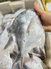 吕四本港流网白鲳鱼 商品缩略图3