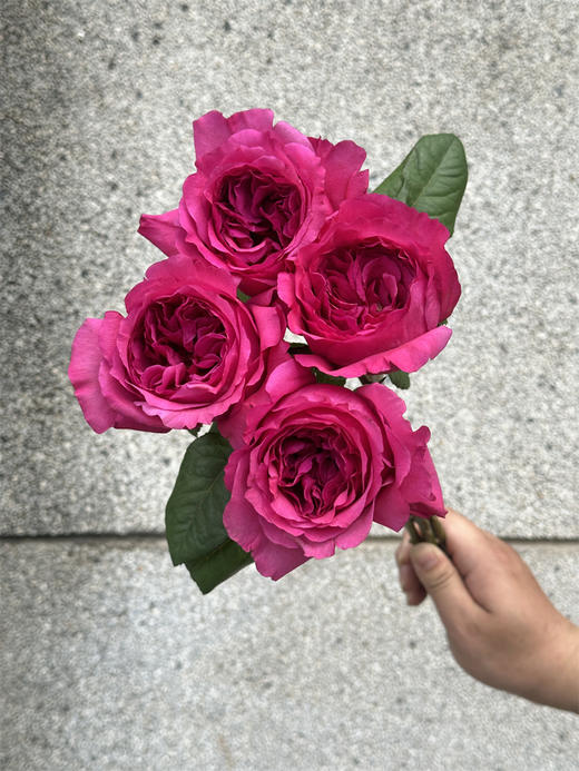 肯尼亚花园princes kishi基希公主 12支 商品图3