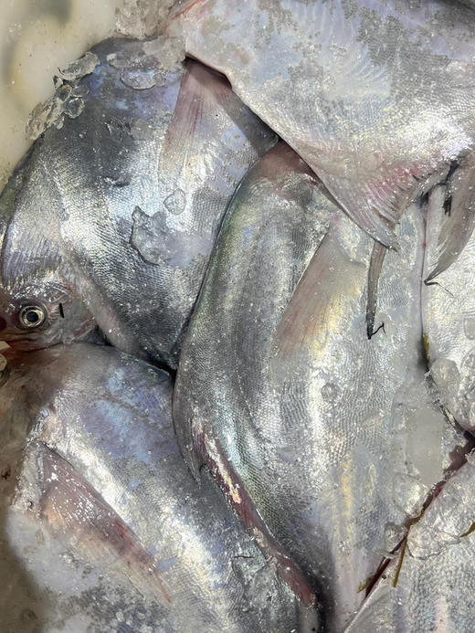 吕四本港流网白鲳鱼 商品图1