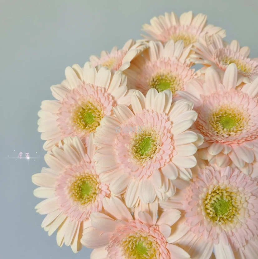 国产非洲菊-【圣托里尼】