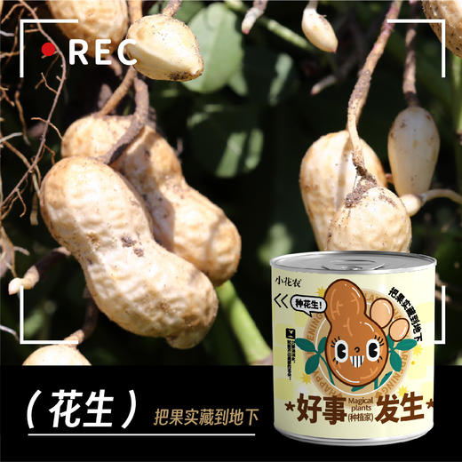 小花农网红快乐盆栽 商品图5