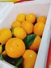 红箱明日见沃柑一箱 商品缩略图2