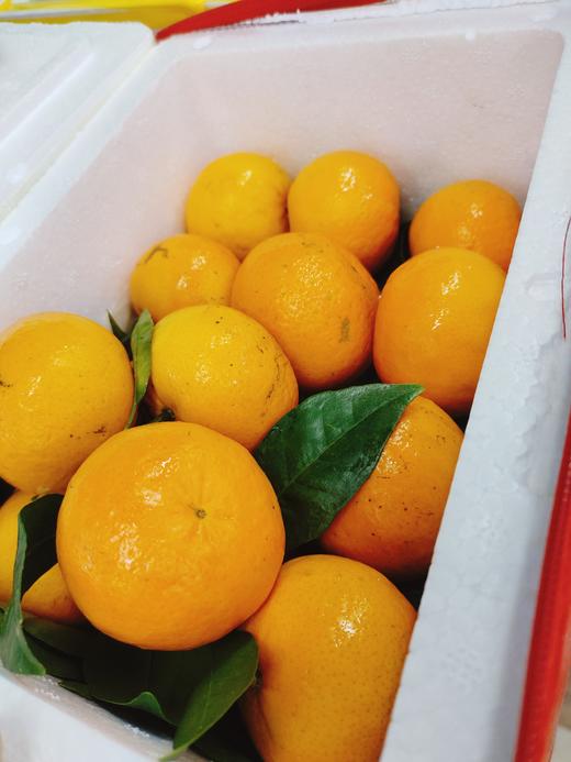 红箱明日见沃柑一箱 商品图2