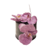 蝴蝶兰·紫 商品缩略图3