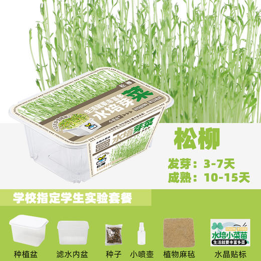 水培芽菜小盆栽 商品图6