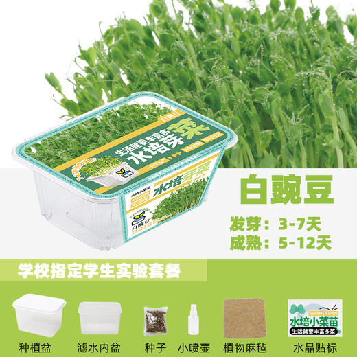 水培芽菜小盆栽 商品图7