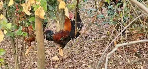 有机童子鸡｜约150天｜龙游山无边界散养｜现杀现发｜衢州顺丰 商品图1