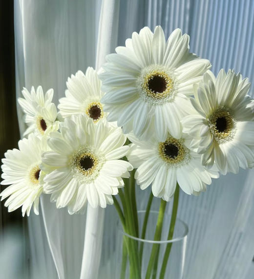 国产花材-【伊犁】非洲菊 商品图1