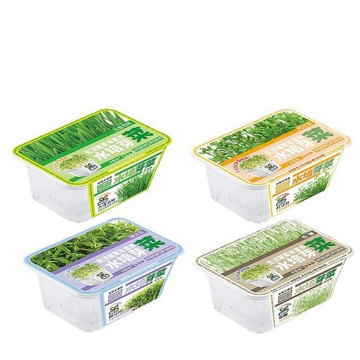 水培芽菜小盆栽 商品图3