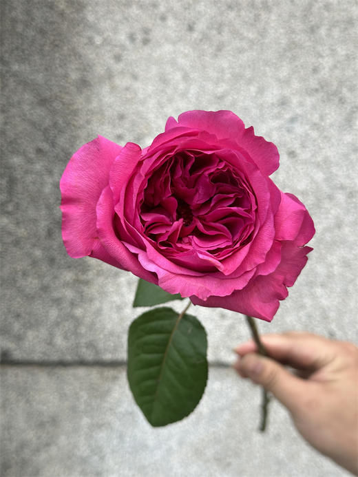 肯尼亚花园princes kishi基希公主 12支 商品图5