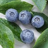 怡颗莓云南蓝莓14mm+ 125g*4盒礼盒装 商品缩略图7