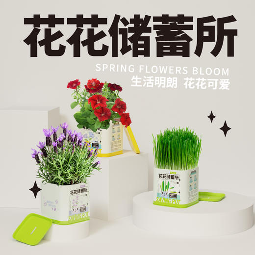 储钱罐盆栽 商品图3