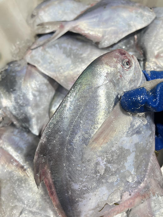 吕四本港流网白鲳鱼 商品图2