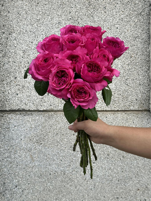 肯尼亚花园princes kishi基希公主 12支 商品图7