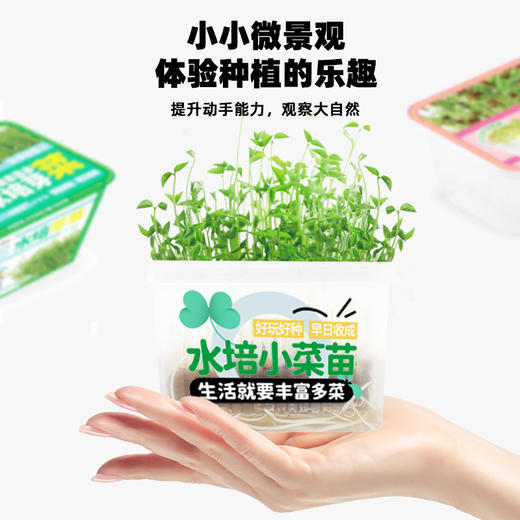 水培芽菜小盆栽 商品图2