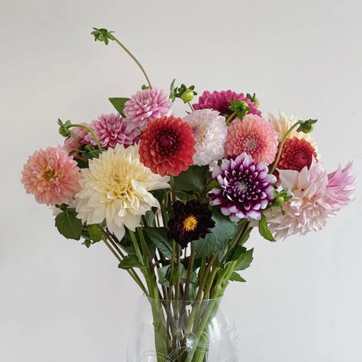 大丽花  5支/扎 颜色深浅略有差异 以实物为准 云南基地发货（价格已包含包装费用） 运费以实际为准，多退少补。 商品图0