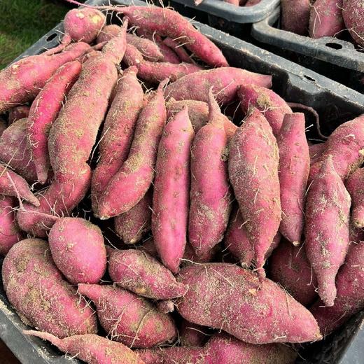 海南鸣门金时桥头地瓜 精品果 4.8斤装中小果（单果50g-125g） 商品图4