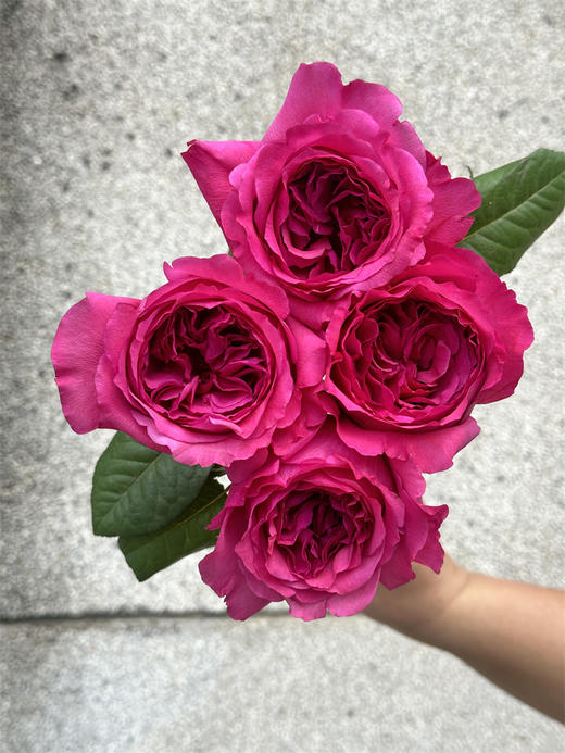 肯尼亚花园princes kishi基希公主 12支 商品图4