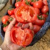 【顺丰快递】陕西泾阳沙瓤普罗旺斯西红柿3-4.5斤（新农家番茄自然熟）小时候的味道 商品缩略图7