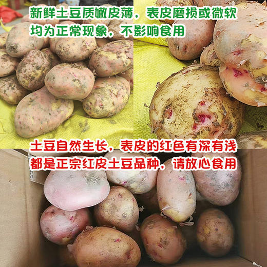 助销『云南红皮小土豆』高原土豆 粉糯面甜 商品图2