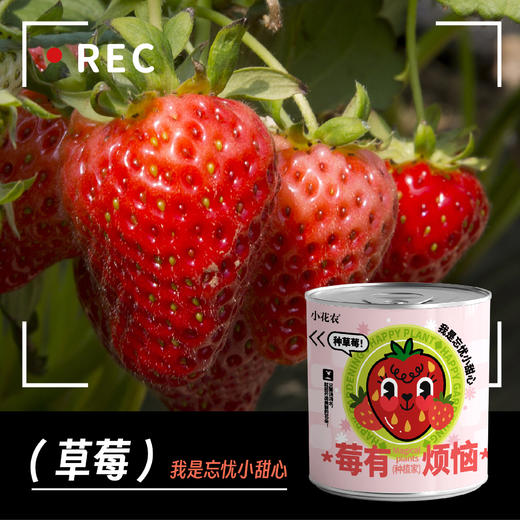 小花农网红快乐盆栽 商品图8