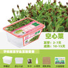 水培芽菜小盆栽 商品缩略图8