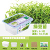 水培芽菜小盆栽 商品缩略图5