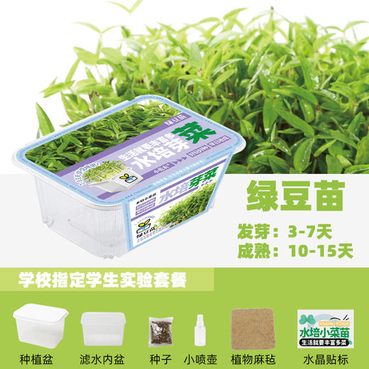 水培芽菜小盆栽 商品图5