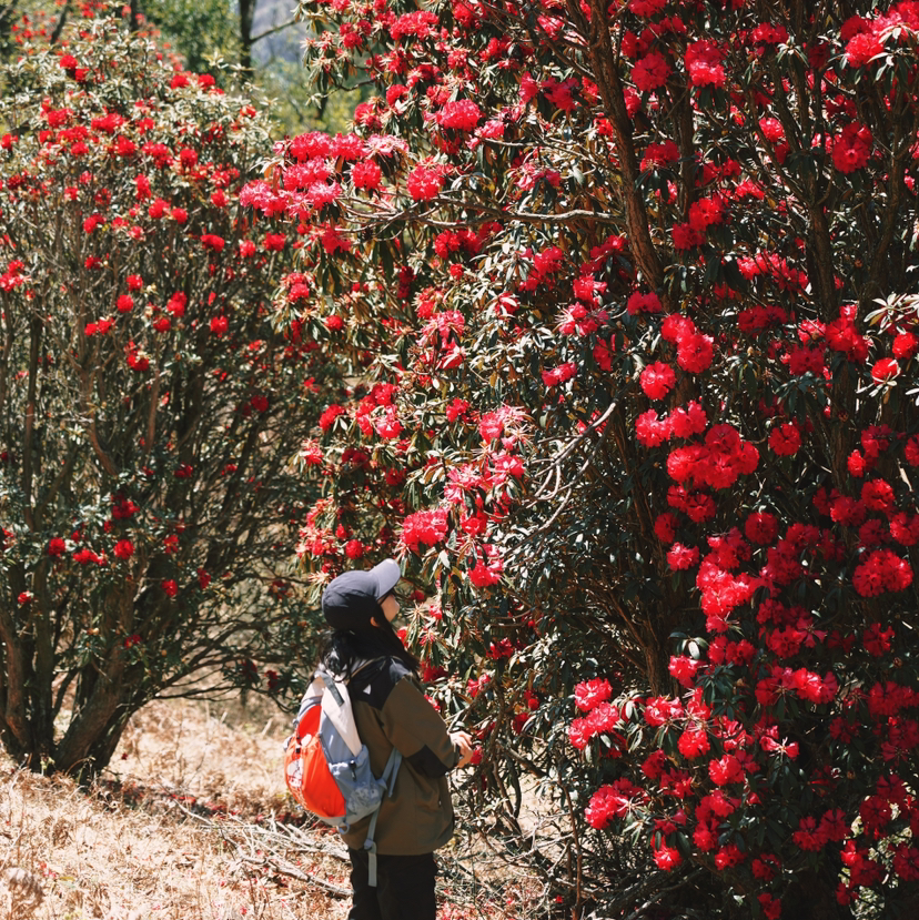 成人徒步 | 3.14周六寻甸彝戈山徒步赏花，闯入马缨杜鹃花海，一山坡又一山坡的马缨花海，漫步草原与森林，登高望远！