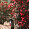 成人徒步 | 3.14周六寻甸彝戈山徒步赏花，闯入马缨杜鹃花海，一山坡又一山坡的马缨花海，漫步草原与森林，登高望远！ 商品缩略图0