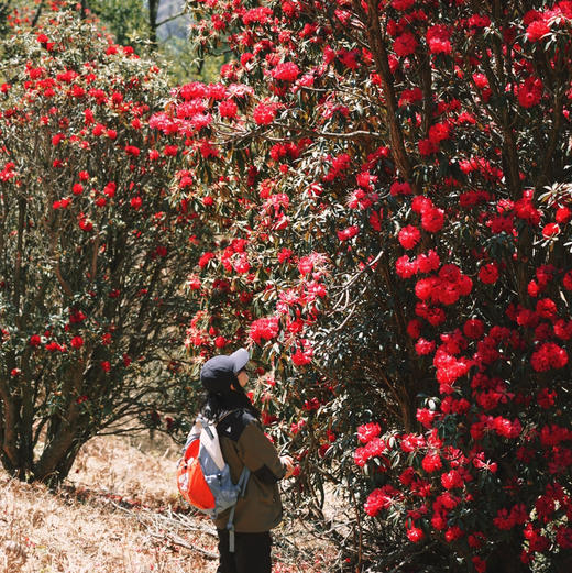 成人徒步 | 3.14周六寻甸彝戈山徒步赏花，闯入马缨杜鹃花海，一山坡又一山坡的马缨花海，漫步草原与森林，登高望远！ 商品图0
