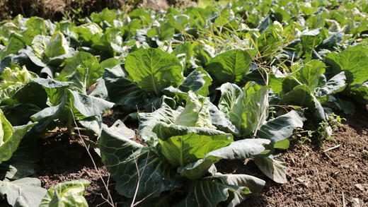 卷心菜（400g以上） 商品图11