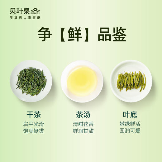 2024贝叶集头采雀舌实心芽清甜花香争先品鉴 商品图3