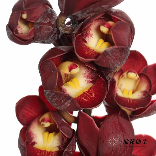 兰花 | 大花蕙兰红袍【轻微瑕疵 折痕 色差 不售后，介意者慎拍】 商品图0