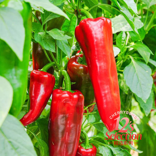 水果甜椒糖宝椒 推荐生吃 脆甜多汁丝毫不辣 顺丰京东随机 商品图8