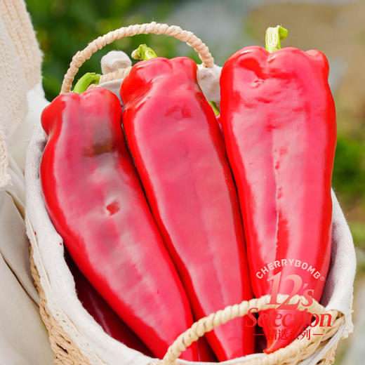 水果甜椒糖宝椒 推荐生吃 脆甜多汁丝毫不辣 顺丰京东随机 商品图11