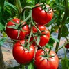 【特惠秒杀】【正宗普罗旺斯西红柿 】自然成熟采摘 不打农药不催熟 不用激素 生吃也好吃  复购率95% 每箱4斤12个左右 商品缩略图5