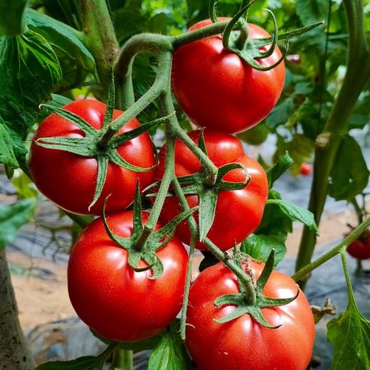 【特惠秒杀】【正宗普罗旺斯西红柿 】自然成熟采摘 不打农药不催熟 不用激素 生吃也好吃  复购率95% 每箱4斤12个左右 商品图5