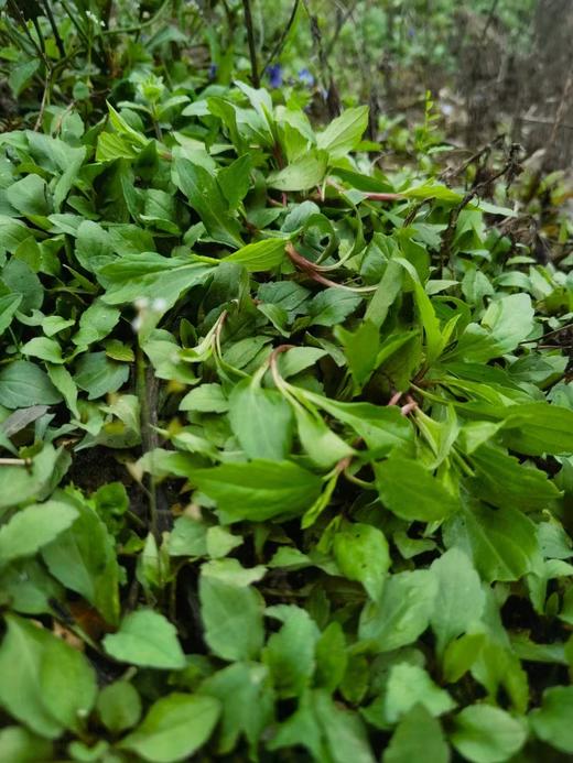 【精选】马兰头（野菜）(300g)马兰头需焯水后冷水沥干再炒哦，不然会涩口呢 商品图3