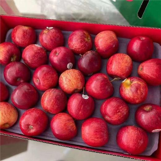 【2026新货！新西兰加力果】当季鲜采的进口小苹果， 营养丰富！果皮微厚微硬，肉质酥脆，酸酸甜甜，满满苹果香味，是家庭常备的健康果，进口苹果中性价比较高的一款。江浙沪皖顺丰包邮~ 商品图2