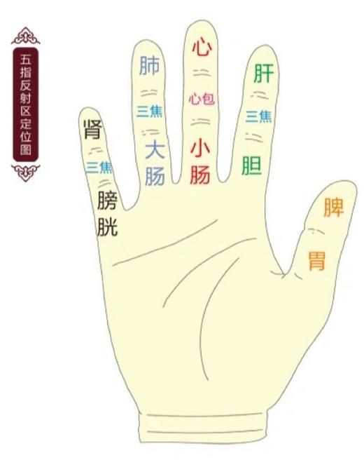 3调节心肝脾胃肾 商品图0