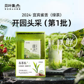 2024贝叶集头采雀舌实心芽清甜花香争先品鉴